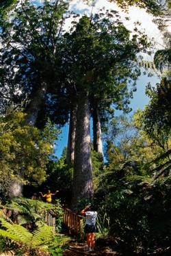 309 Road Kauri