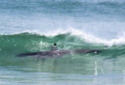 Orca surfing in Tairua