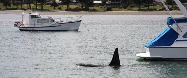 Orca in Tairua Harbour